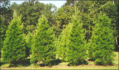 Virginia Pines