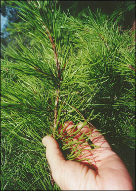 Virginia Pine Closeup